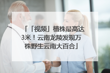 「视频」植株最高达3米！云南龙陵发现万株野生云南大百合