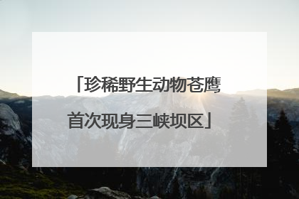 珍稀野生动物苍鹰首次现身三峡坝区