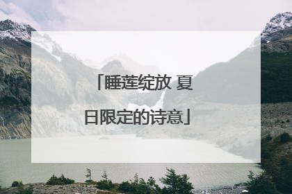 睡莲绽放 夏日限定的诗意