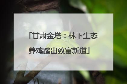 甘肃金塔：林下生态养鸡踏出致富新道