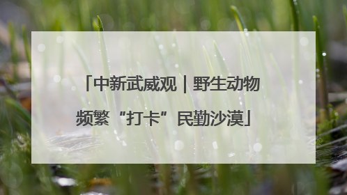 中新武威观｜野生动物频繁“打卡”民勤沙漠
