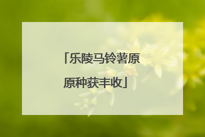 乐陵马铃薯原原种获丰收