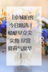 京城拍客今日精选｜蜻蜓早立尖尖角 尽赏夏荷气度华