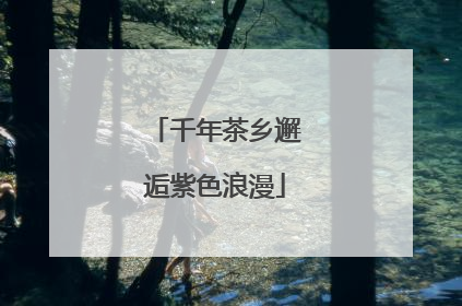 千年茶乡邂逅紫色浪漫