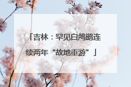 吉林：罕见白鸬鹚连续两年“故地重游”