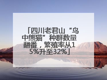 四川老君山“鸟中熊猫”种群数量翻番，繁殖率从15%升至32%