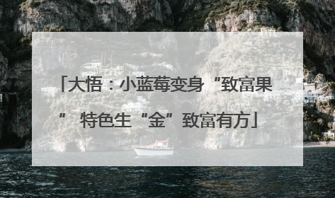 大悟：小蓝莓变身“致富果” 特色生“金”致富有方