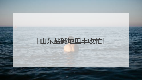 山东盐碱地里丰收忙