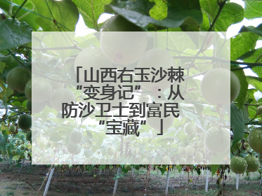 山西右玉沙棘“变身记”：从防沙卫士到富民“宝藏”