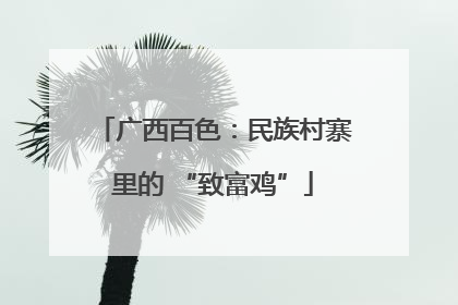 广西百色：民族村寨里的 “致富鸡”