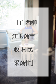 广西柳江玉藕丰收 村民采藕忙