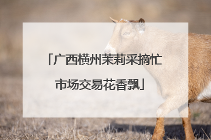 广西横州茉莉采摘忙 市场交易花香飘