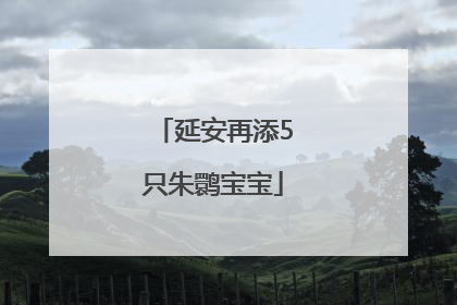 延安再添5只朱鹮宝宝