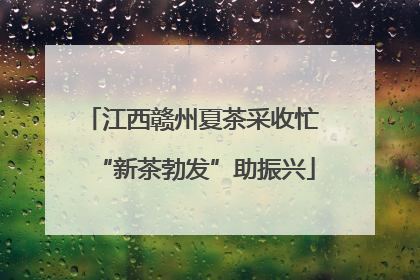 江西赣州夏茶采收忙 “新茶勃发”助振兴