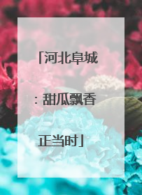 河北阜城：甜瓜飘香正当时