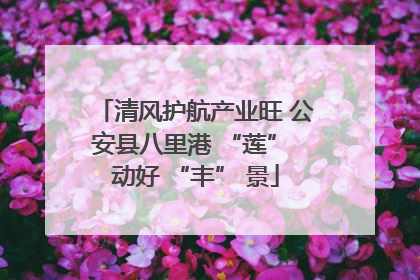 清风护航产业旺 公安县八里港 “莲” 动好 “丰” 景