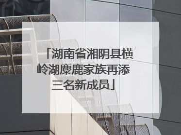 湖南省湘阴县横岭湖麋鹿家族再添三名新成员