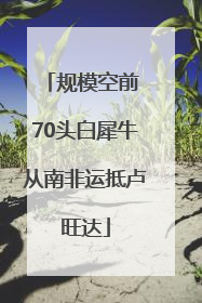 规模空前 70头白犀牛从南非运抵卢旺达