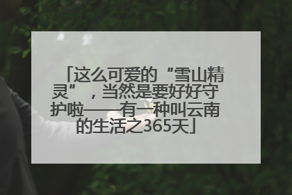 这么可爱的“雪山精灵”，当然是要好好守护啦——有一种叫云南的生活之365天