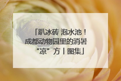 趴冰砖 泡水池！成都动物园里的消暑“凉”方丨图集