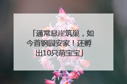 通常悬崖筑巢，如今首钢园安家！还孵出10只萌宝宝