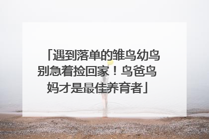 遇到落单的雏鸟幼鸟别急着捡回家！鸟爸鸟妈才是最佳养育者