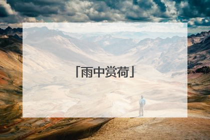 雨中赏荷