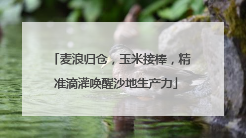 麦浪归仓，玉米接棒，精准滴灌唤醒沙地生产力