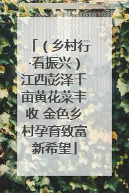 （乡村行·看振兴）江西彭泽千亩黄花菜丰收 金色乡村孕育致富新希望